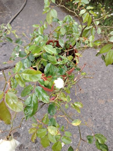 Plant