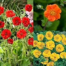 plants