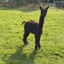 Male Alpaca Image 2