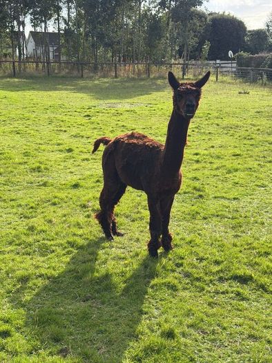 Male Alpaca