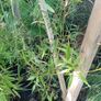 Phyllostachys bissetii Bamboo Image 3
