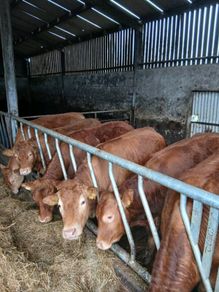 Cattle