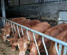 Cattle