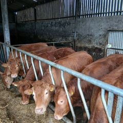 Cattle