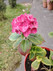 plant
