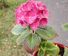 plant