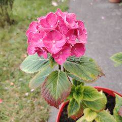 plant
