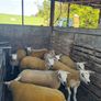 Texel ewe lambs & gimmers for sale privately Image 3