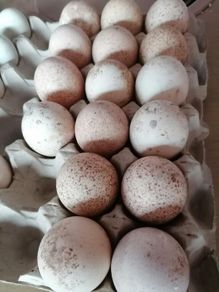 Turkey hatching eggs