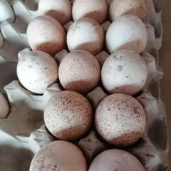 Turkey hatching eggs