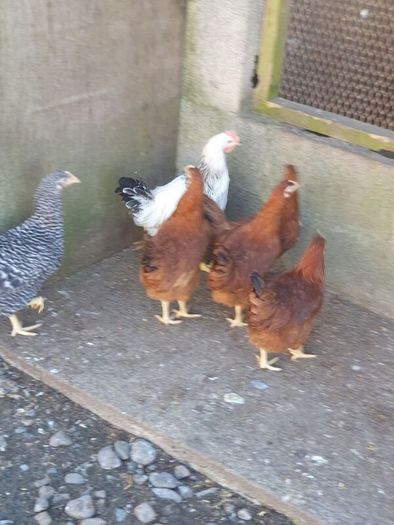 Pullets/hens/roosters/point of lay/