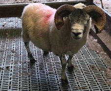 4 year old lanark ram