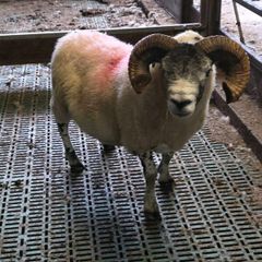 4 year old lanark ram