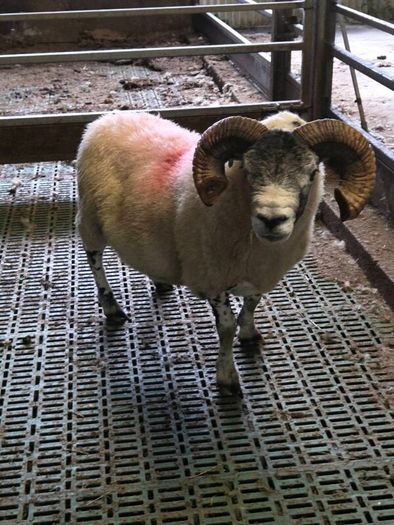 4 year old lanark ram