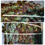 NATO DPM Camo Temperate Smock Jacket  Size XL Image 10