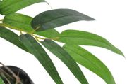 Artificial Plant Ficus Tree with Pot 110 cm