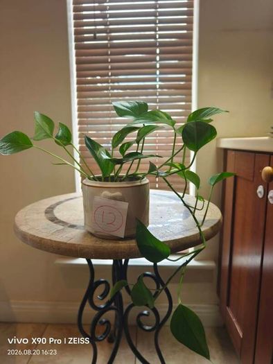 hanging plant