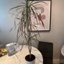 Madagascar Dragon Tree Dracaena marginata Image 2