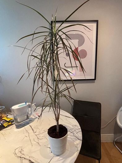 Madagascar Dragon Tree Dracaena marginata