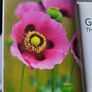 Book - Gardening Through The Year Image 4