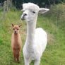 Alpacas Image 2