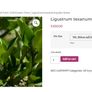 Privet Texanum Shrubs x 2 - Price Drop !!! Image 2