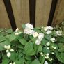 Bush Image 2