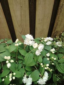 Philadelphus Virginal