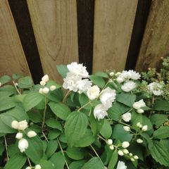 Philadelphus Virginal