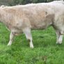 Organic heifers Image 5