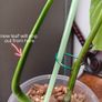 No.5 Monstera Green On Green sell as is Image 9