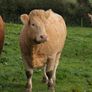 Springing heifers Image 3