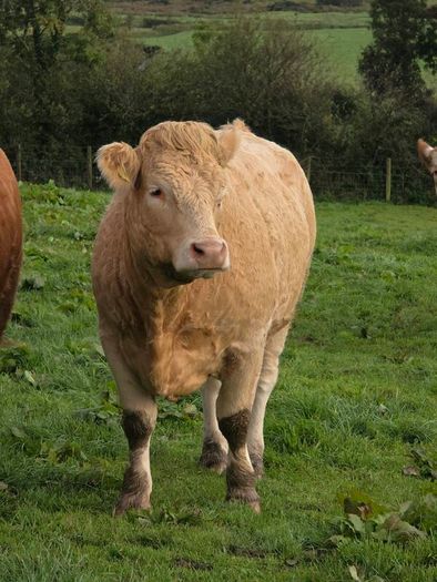 Springing heifers
