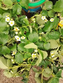 Organic Strawberry Plants