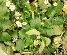 Organic Strawberry Plants