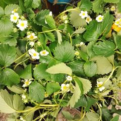 Organic Strawberry Plants