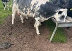 Belgium blue springing heifers