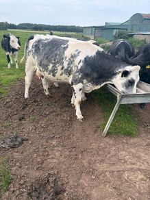 Belgium blue springing heifers