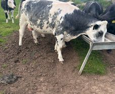 Belgium blue springing heifers