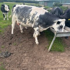 Belgium blue springing heifers