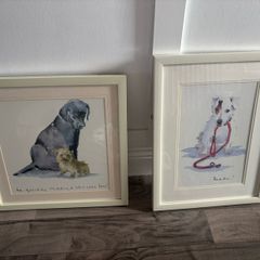 dog pictures