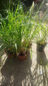 Pampas grass, Pony tails.