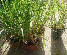 Pampas grass, Pony tails.
