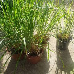 Pampas grass, Pony tails.