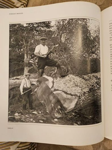 Forest Images. Fr Browne's Woodland Photographs From Emo Court Co Laois. Fabolous FIRST EDITION Large Volume Hardback In Good Condition.  See Photos For Same.