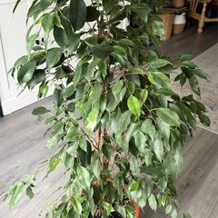 Ficus benjamina plant