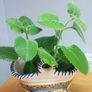 Cuban Oregano Plant with ceramic pot Image 2