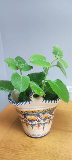 Cuban Oregano Plant with ceramic pot