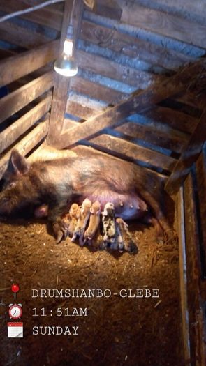 Kune kune sows