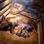 Kune kune sows Image 4